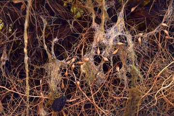 Wurzelgeflecht, Wurzelgewirr von Teichpflanzen mit Algen, Wurzeln im Teich