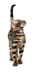 Bengalkatze