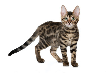 Bengalkatze