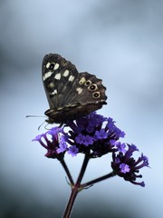 bUTTERFLY ON PURPLE FLOWERS
