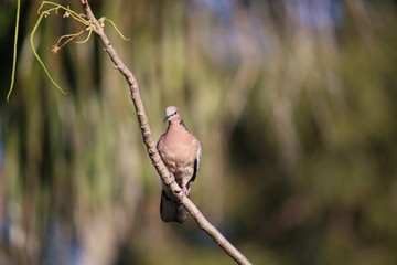 Nilgiri Wood Pigeon