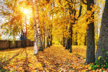 Pathway in the sunny autumn park