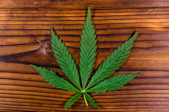 Leaf of the cannabis plant on wooden table. Top view