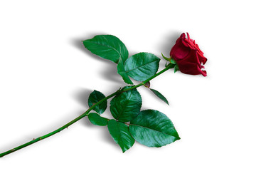 Eine rote Rose
