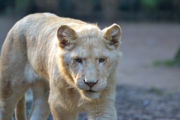 lion petit lionceau