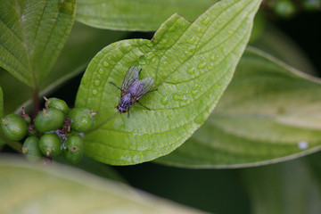 fly on green leaf