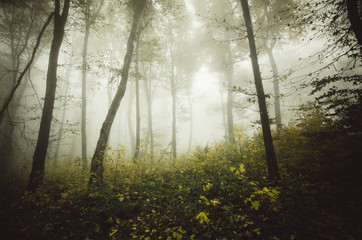 Fototapeta premium forest landscape with colorful autumn foliage