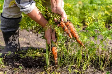 Deurstickers Farmer on field picking carrots, organic vegetable garden, autumn harvest © alicja neumiler