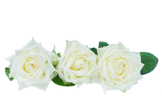 Row of white blooming fresh rose flowers isolated on white background