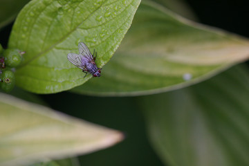 fly on green leaf