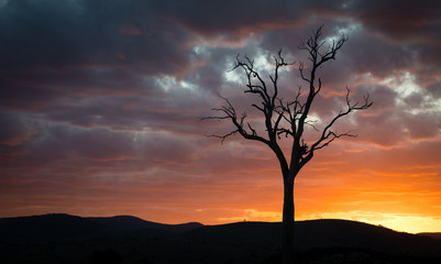 Australian landscape