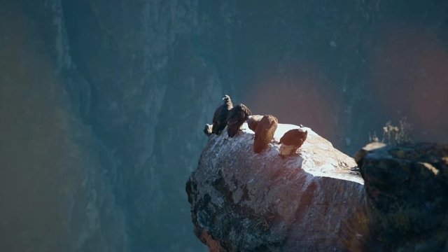 Condor