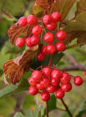red berries of viburnum tree at autumn