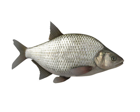 Bream.3D image isolated on the white background