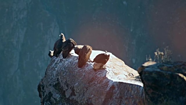 Condor