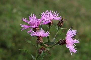 purple flowers of knapweed wild plant