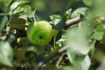tree branch with apples in the garden
