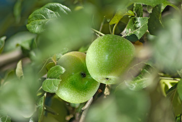 tree branch with apples in the garden close-up
