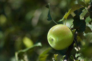 tree branch with apples in the garden close-up