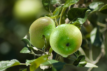 tree branch with apples in the garden close-up