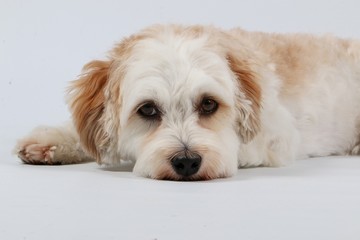 kleiner Havaneser im Studio