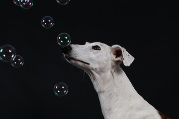 Windhund schaut sich fliegende Seifenblasen im Studio an
