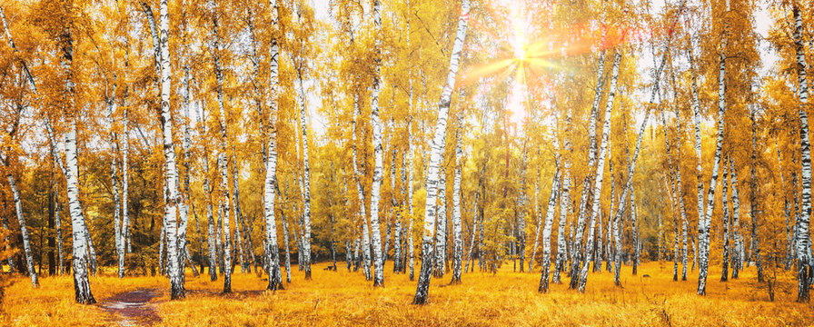 Fototapeta Birch grove with a road on sunny autumn day, landscape