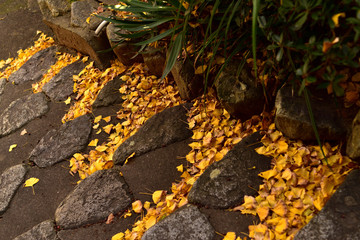 autumn