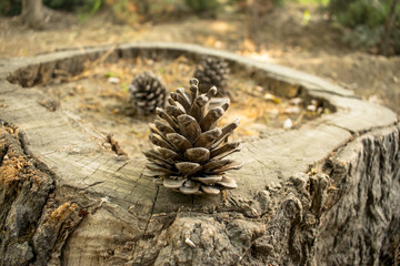 pine cone on the ground with blurred background