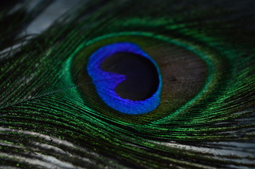 Fototapeta premium peacock feather..