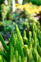 Fototapeta premium fern garden