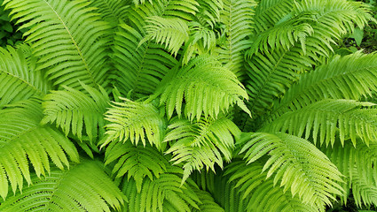 Naklejka na ściany i meble Green fresh fern branches