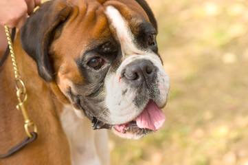 English Bulldog Close-up