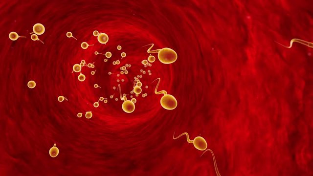 Competing spermatozoa. Movement of spermatozoa through the fallopian tubes. Sperm, fertilization.  3D animation. Available in high-resolution and several sizes to fit the needs of your project.