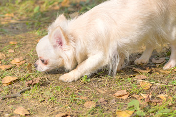 Naklejka na ściany i meble Chihuahua dog Close-up