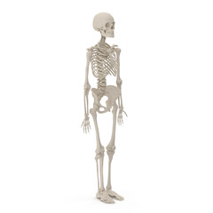 medical accurate female skeleton on white. 3D illustration