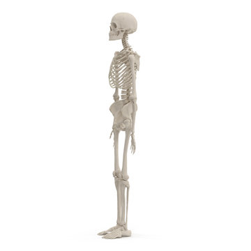 medical accurate female skeleton on white. 3D illustration