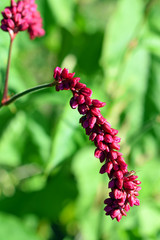 Flower of Persicaria orientalis, also known as Prince's Feather or Kiss-me-over-the-garden-gate.