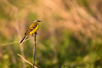 Western Yellow Wagtail or Motacilla flava on tree