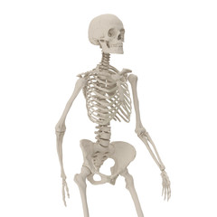 medical accurate female skeleton walking pose on white. 3D illustration