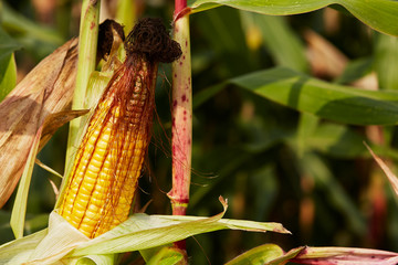 Obraz premium Ripe corn