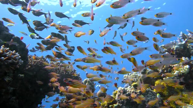 School of fishes Vanikoro Sweeper swims near coral reef in Red sea. Egypt