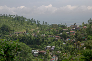 Indian tea plantation in the Darjeeling