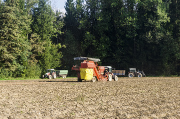 Potato harvester harvesting potatoes on field