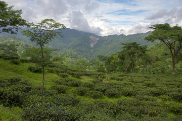 Indian tea plantation in the Darjeeling