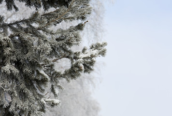 Snow-cowered fir branches. Winter background. Frost tree