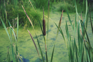 Swamp