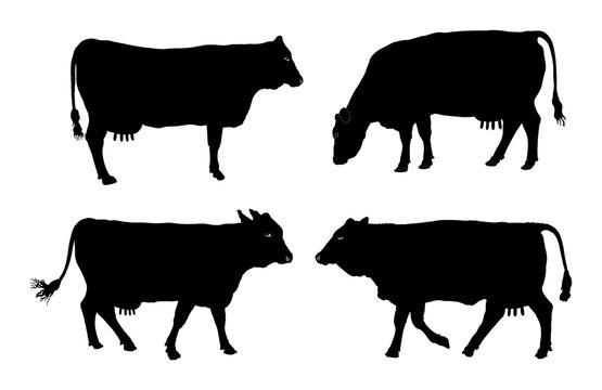 Group of Cow vector silhouette illustration.