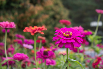 Pink fresh flowers zinnia on colorful natural background.