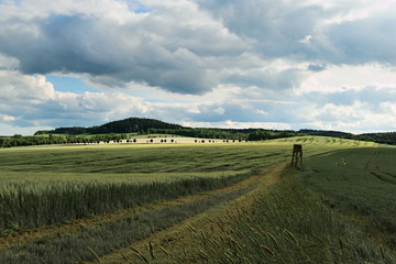 grünes Weizenfeld mit Jagdstand vor einem Hügel